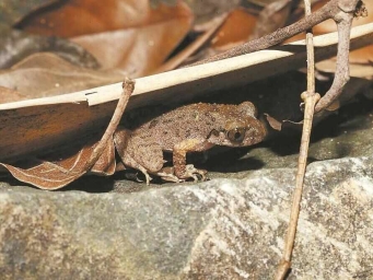 广东发现新物种“佛山掌突蟾”  2025-11-13 08:06