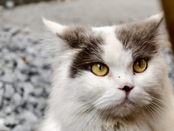 除了iPhone17系列，库克还有几个菜Jayson资讯